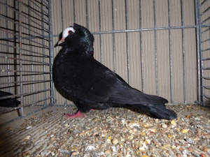 S�ddeutsche Blasse